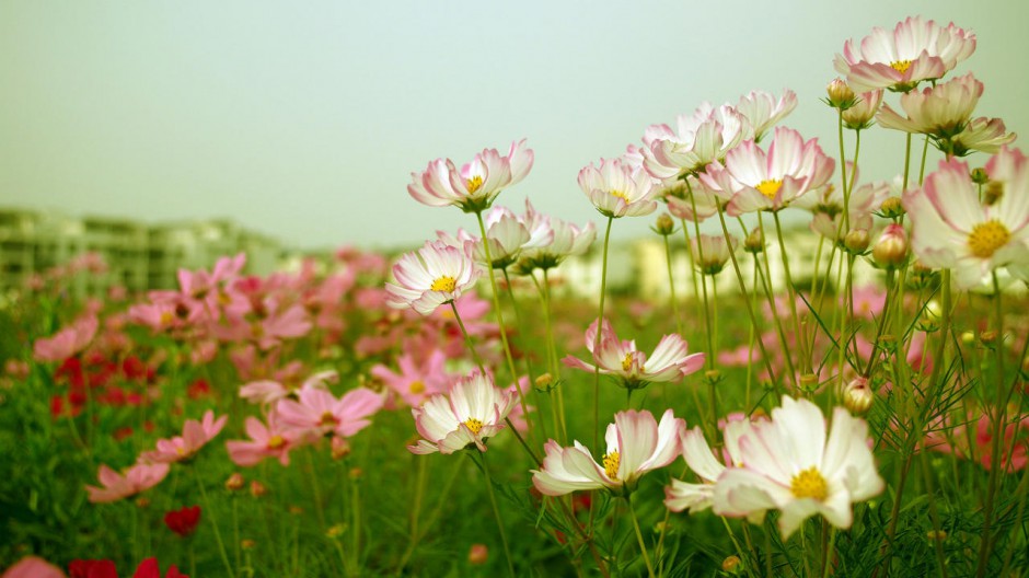 美丽格桑花壁纸桌面