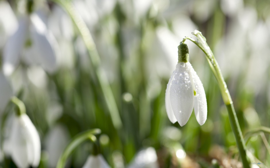 唯美雪花莲纯白清新春日风景大图