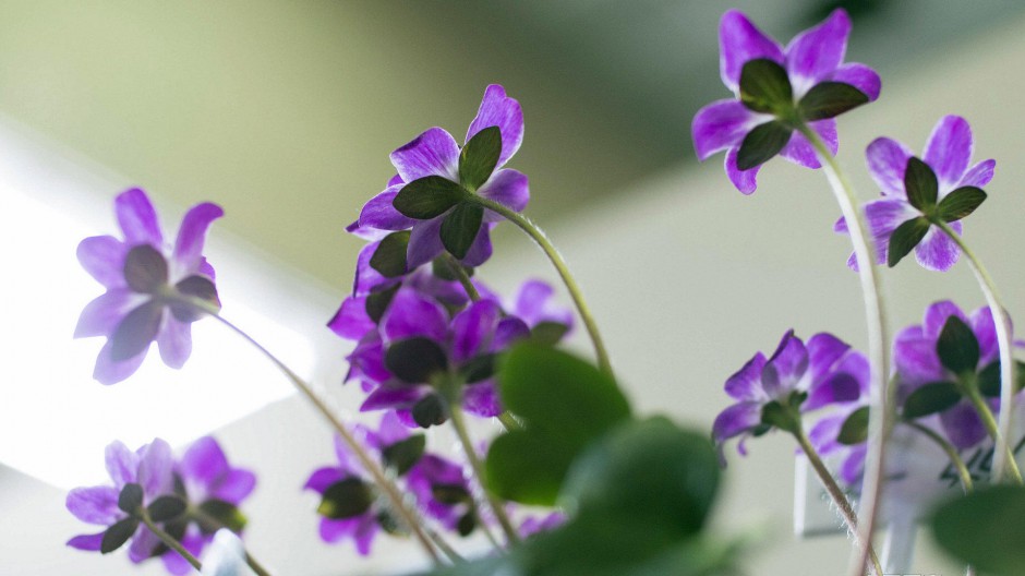 雪割草唯美粉嫩田园春日风景