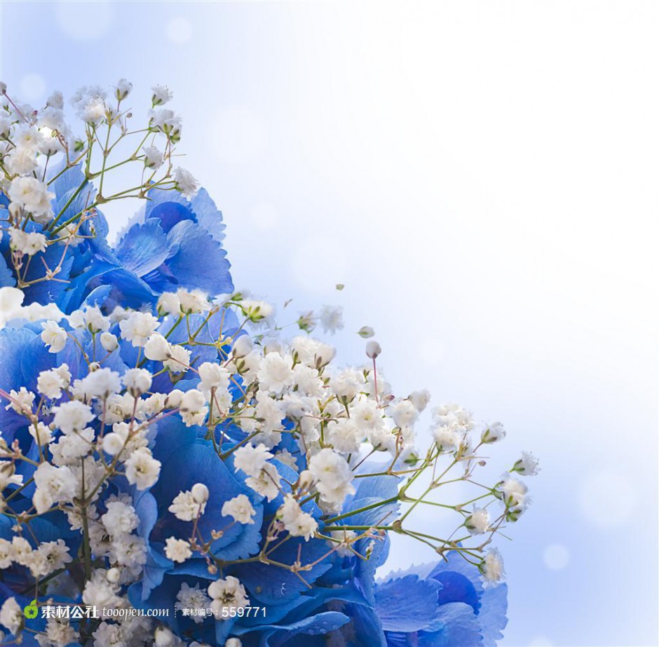 素雅蓝色满天星唯美花卉素材