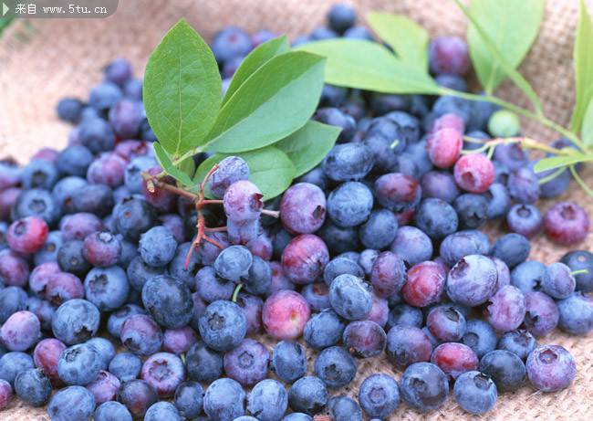 果肉细腻的蓝莓图片