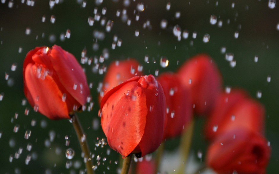 雨中浪漫唯美鲜花梦幻美景