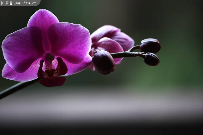 紫色高贵的蝴蝶兰图片