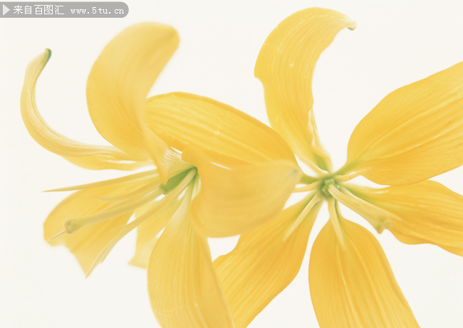 两朵黄百合花瓣图片