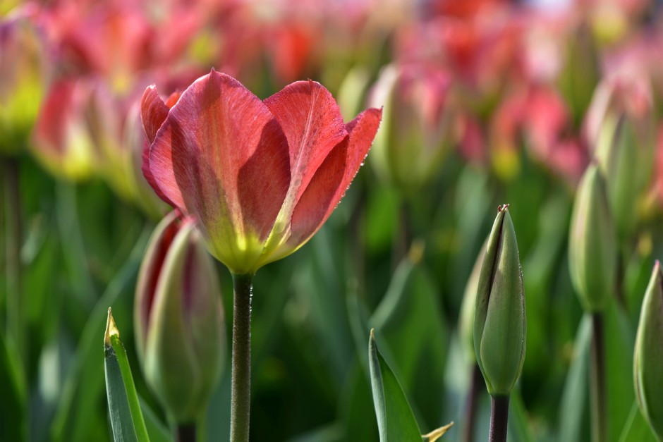多彩郁金香高清花卉壁纸