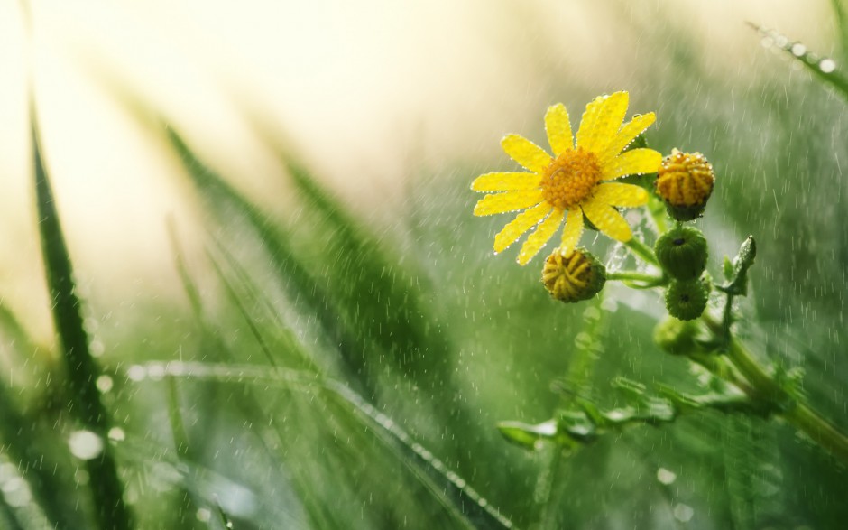 雨中浪漫唯美鲜花梦幻美景