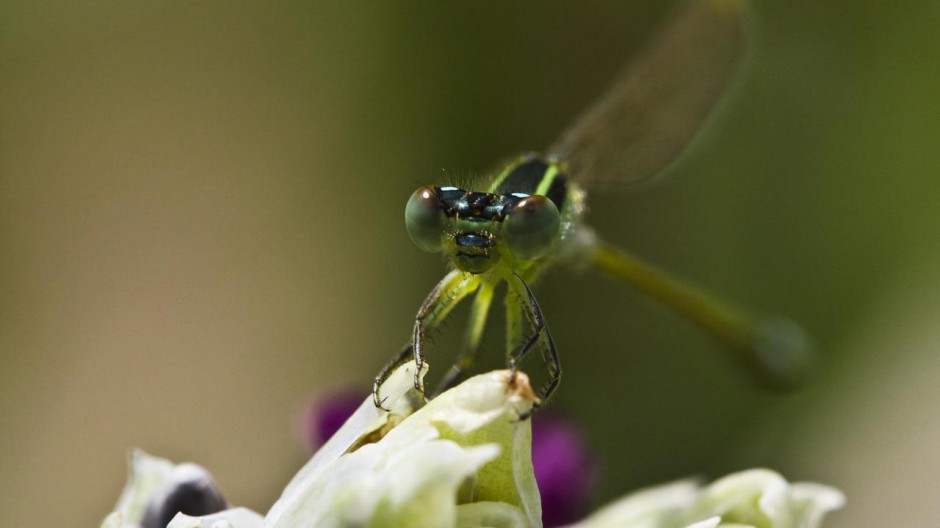 漂亮的豆娘昆虫图片