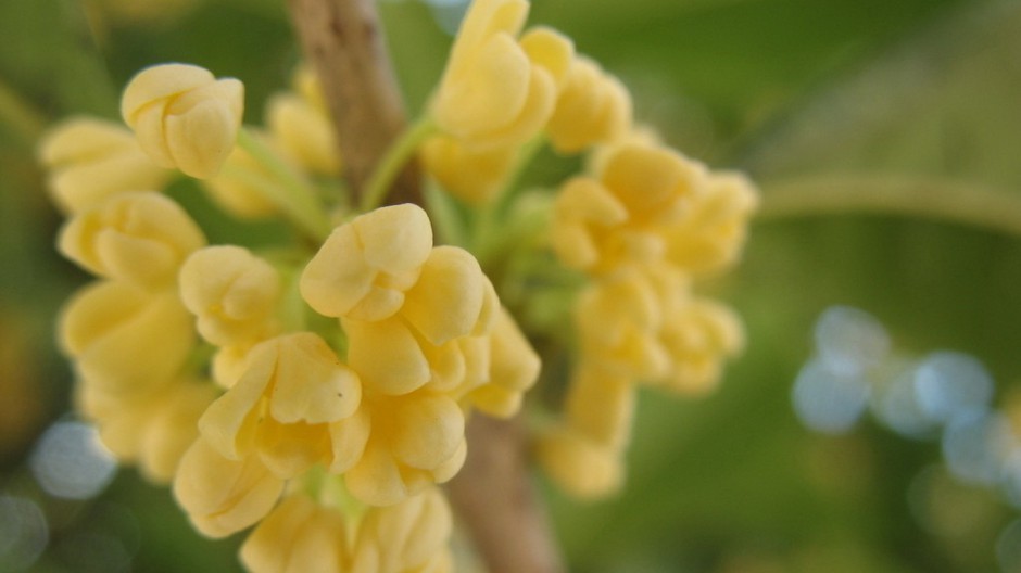 八月桂花飘香四溢唯美植物壁纸