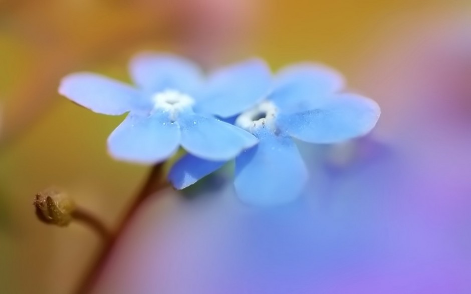 风格唯美花草风景高清桌面壁纸