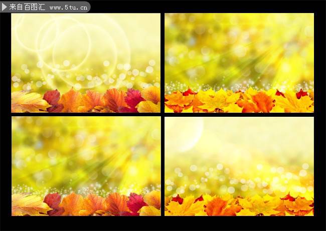 秋天的黄色枫叶图片高清特写