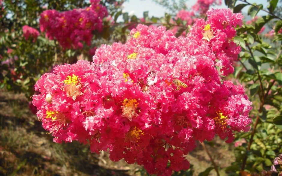 清新殷红紫薇花浪漫绽放枝头