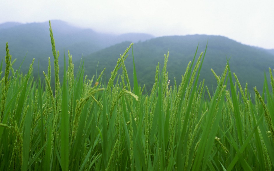 田园清新唯美稻田风景壁纸