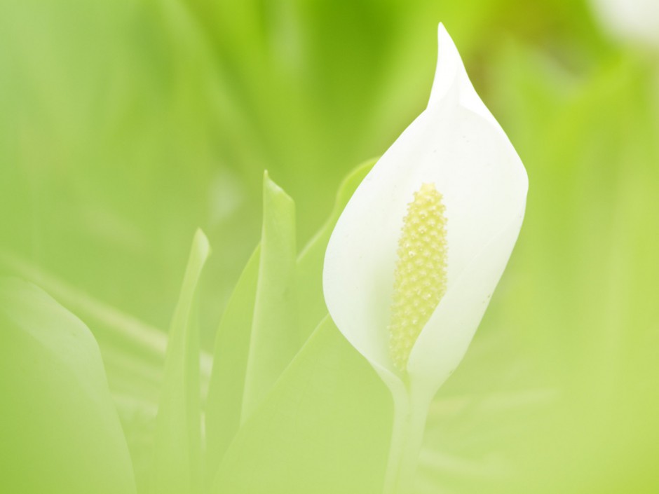 山花烂漫 高清壁纸