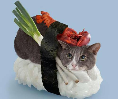 创意猫咪寿司可爱卖萌猫图片