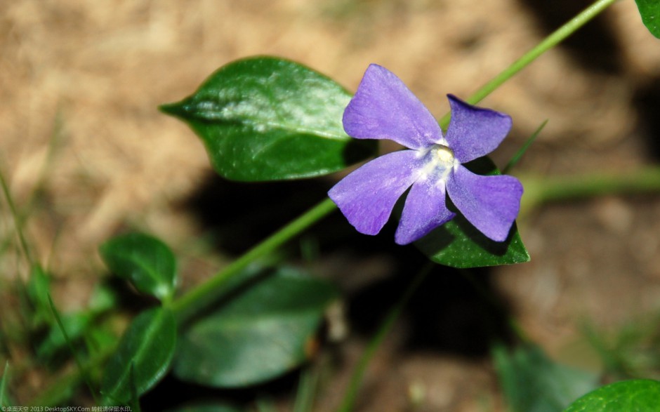 粉嫩长春花浪漫风格高清壁纸