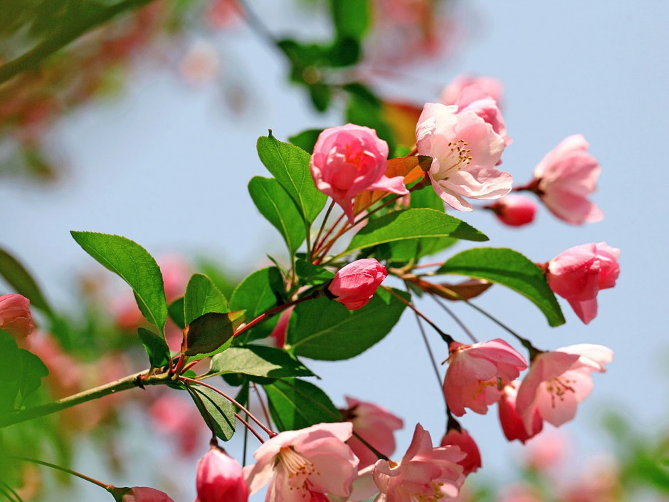 四月海棠花清香现于枝头唯美高清壁纸