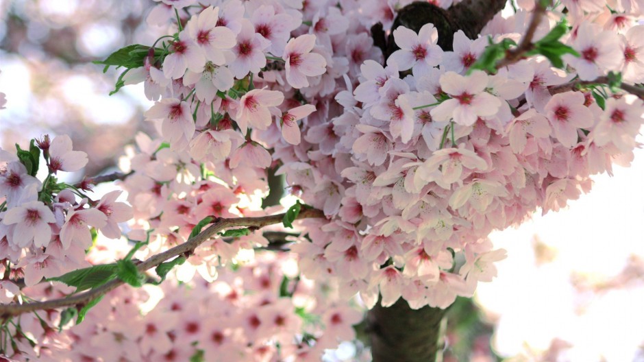 春日清新粉色樱花浪漫飘落美景