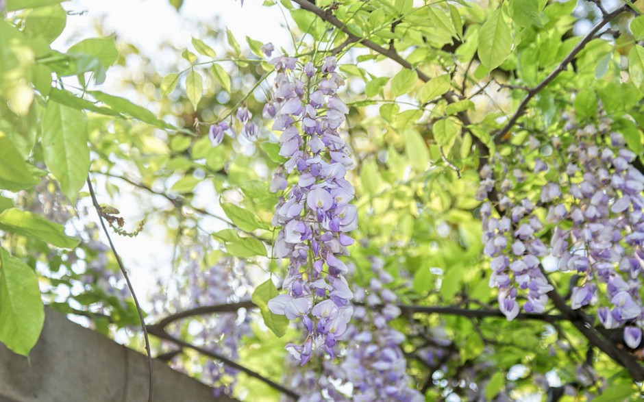 紫藤花高清宽屏壁纸