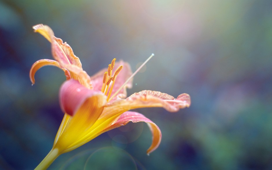 清新鲜花浪漫精致植物风景壁纸