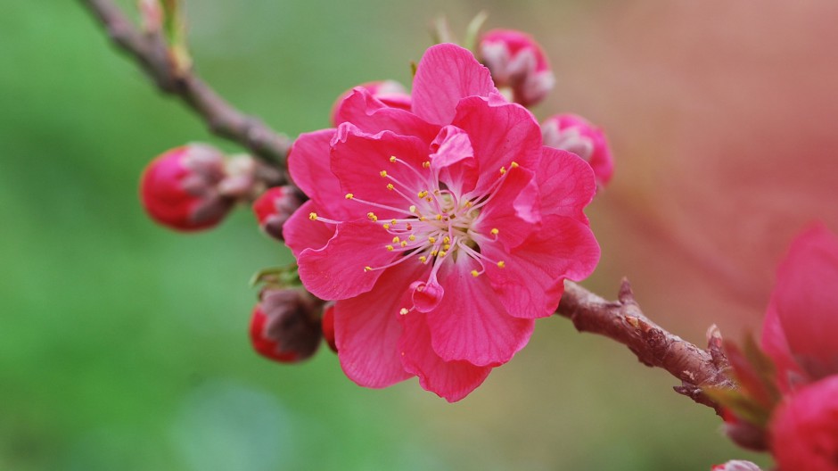 娇艳桃花春日嫣红美景图片