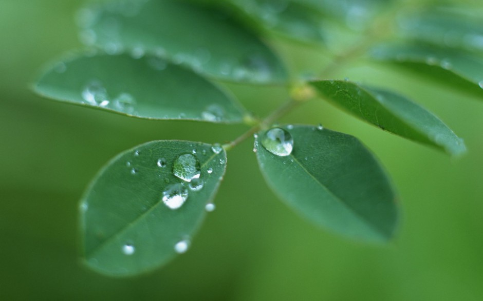 嫩芽绿叶水珠浪漫春日风景壁纸