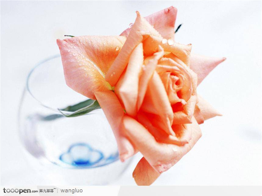 鱼缸中的一枝橘色玫瑰花