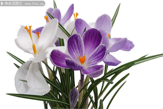 香兰花图片紫色花卉素材分享
