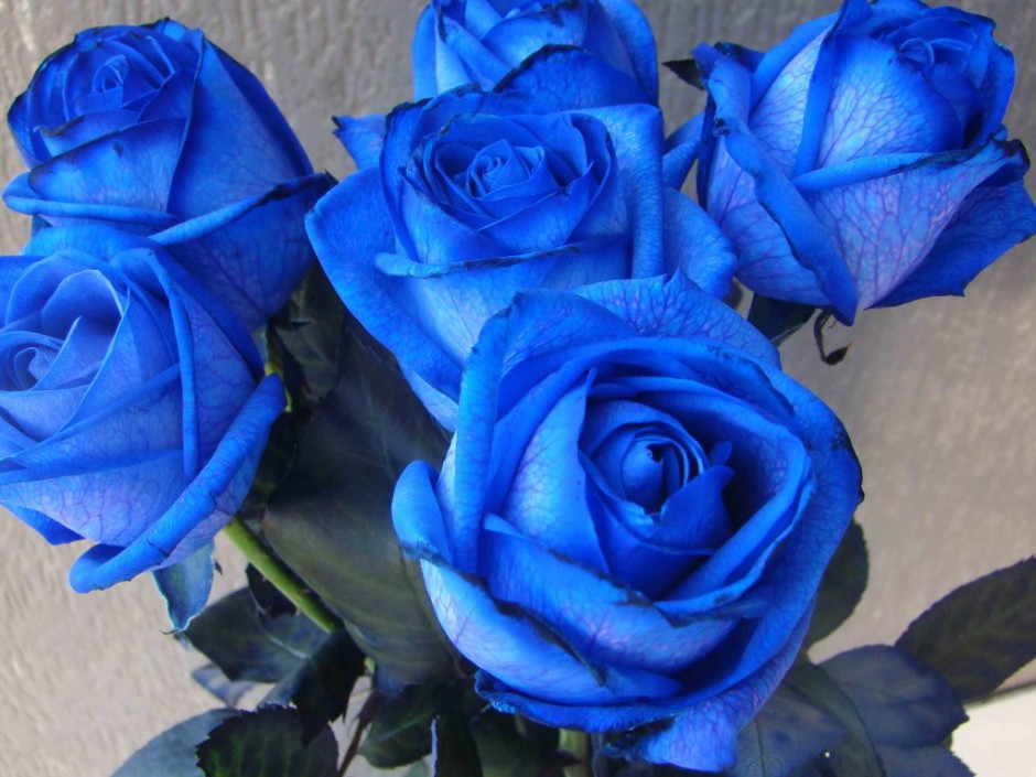 珍贵的蓝色玫瑰花高清图片