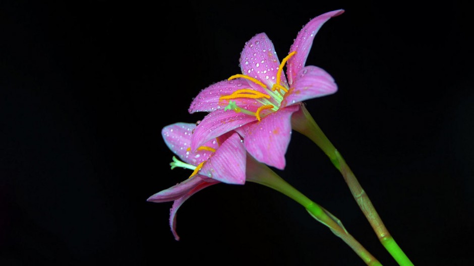 花卉百合花桌面壁纸 高清