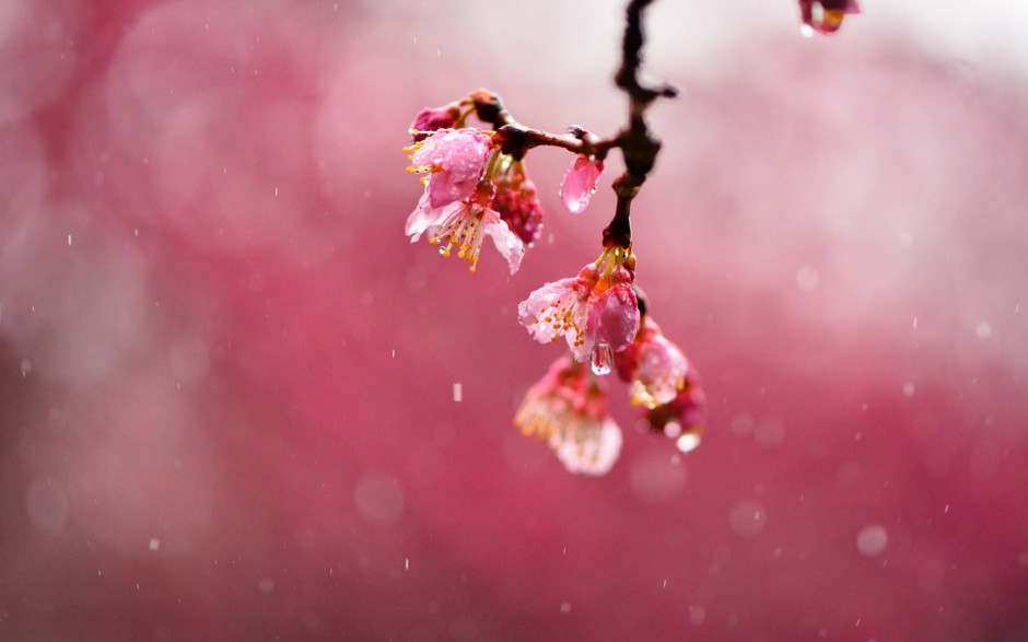 雨中浪漫唯美鲜花梦幻美景