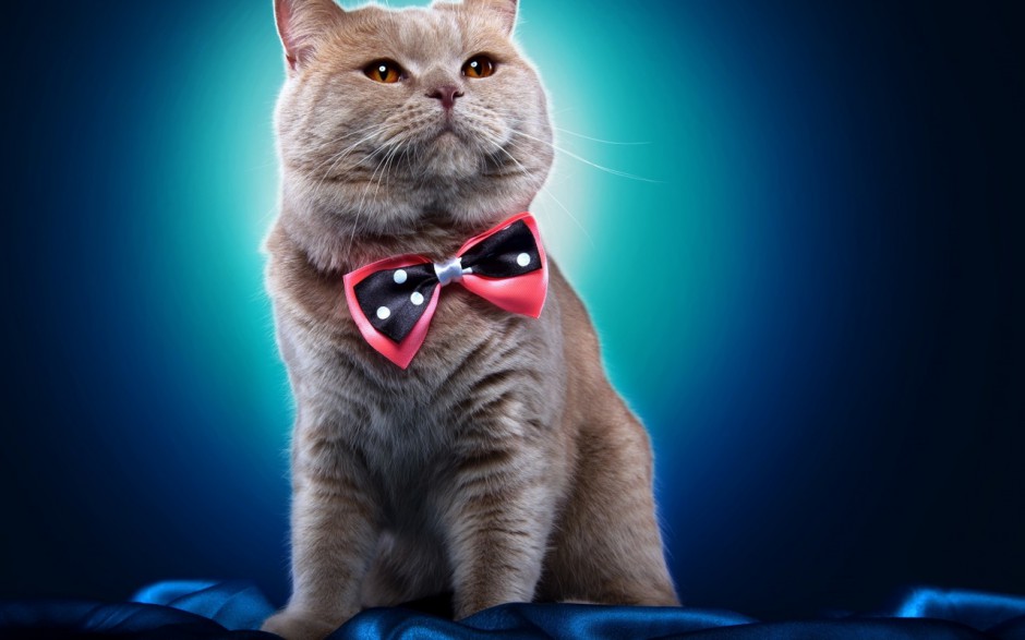 猫猫可爱桌面壁纸