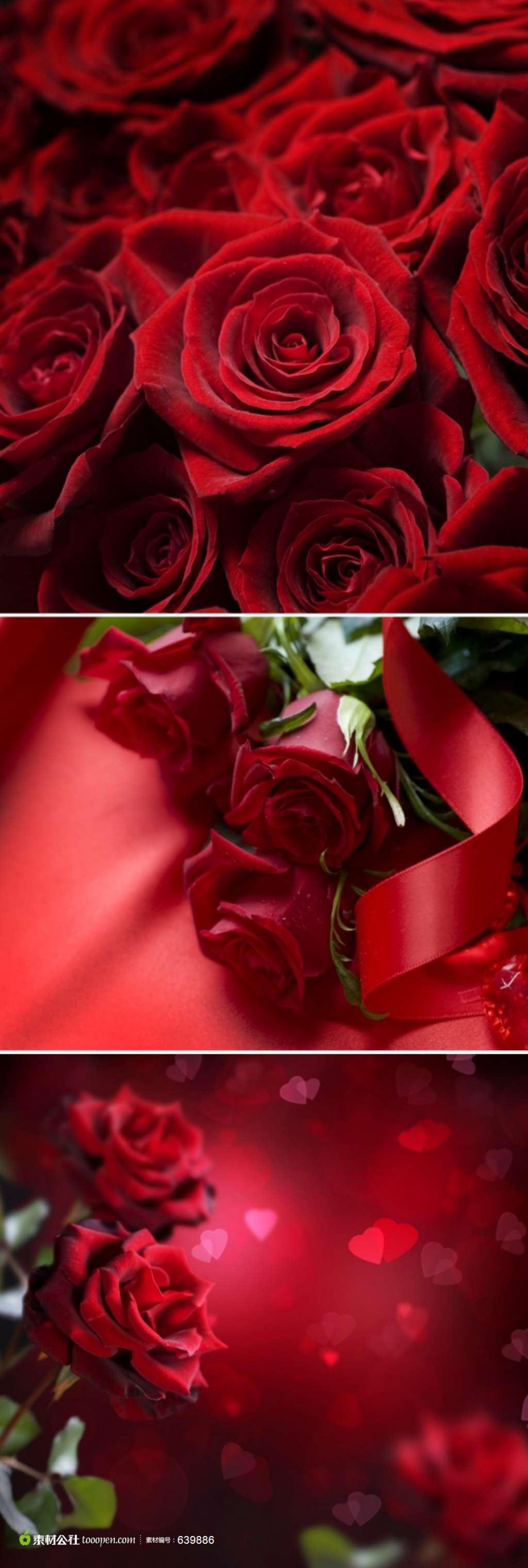 红玫瑰背景素材娇媚艳丽