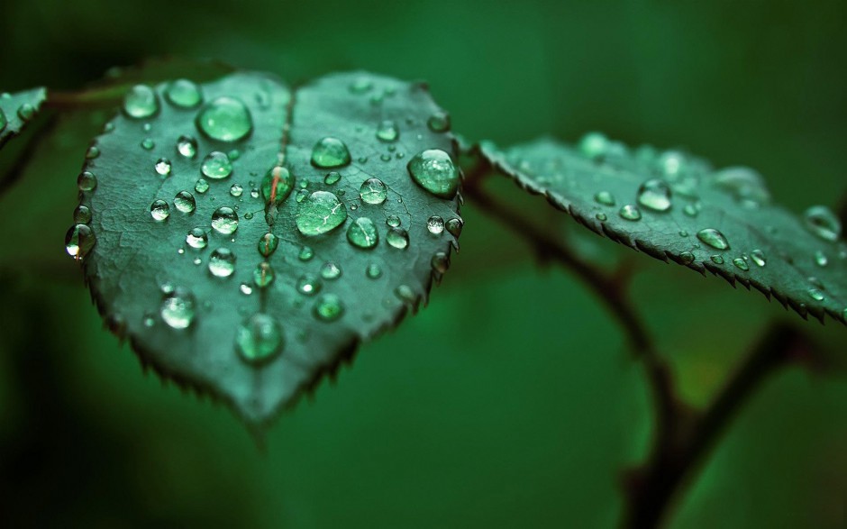 清晨雨后浪漫花卉水珠梦幻美景