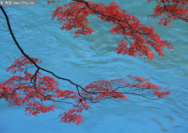 河边的火红枫叶摄影图片
