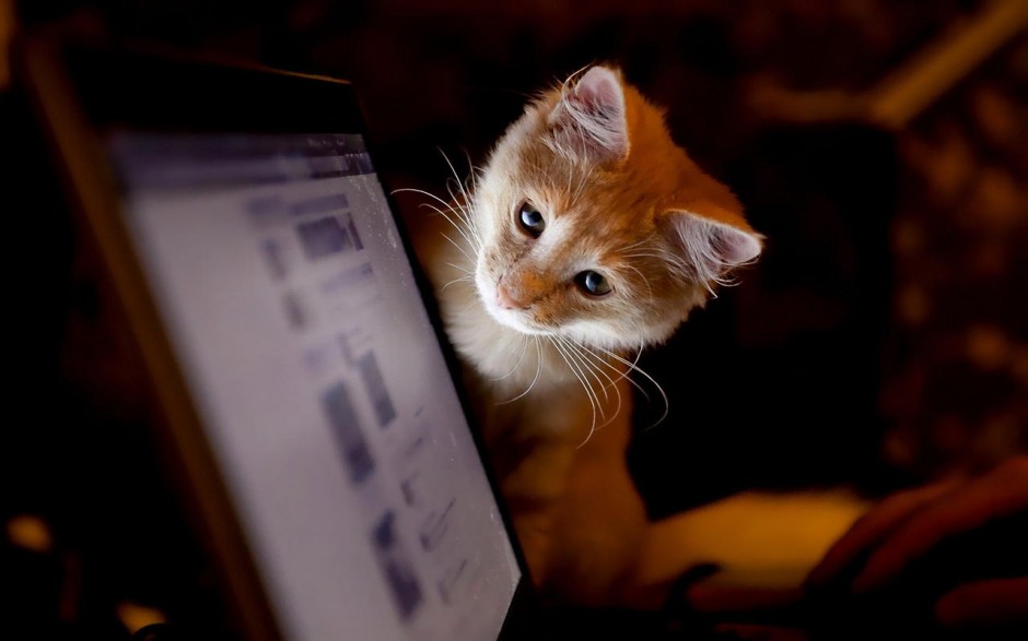 电脑桌面壁纸可爱猫咪精选