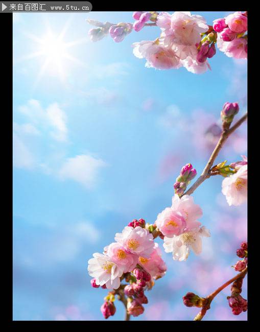 唯美娇嫩的樱花图片素材