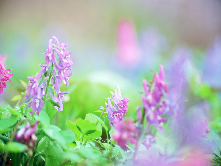 山花烂漫 高清壁纸