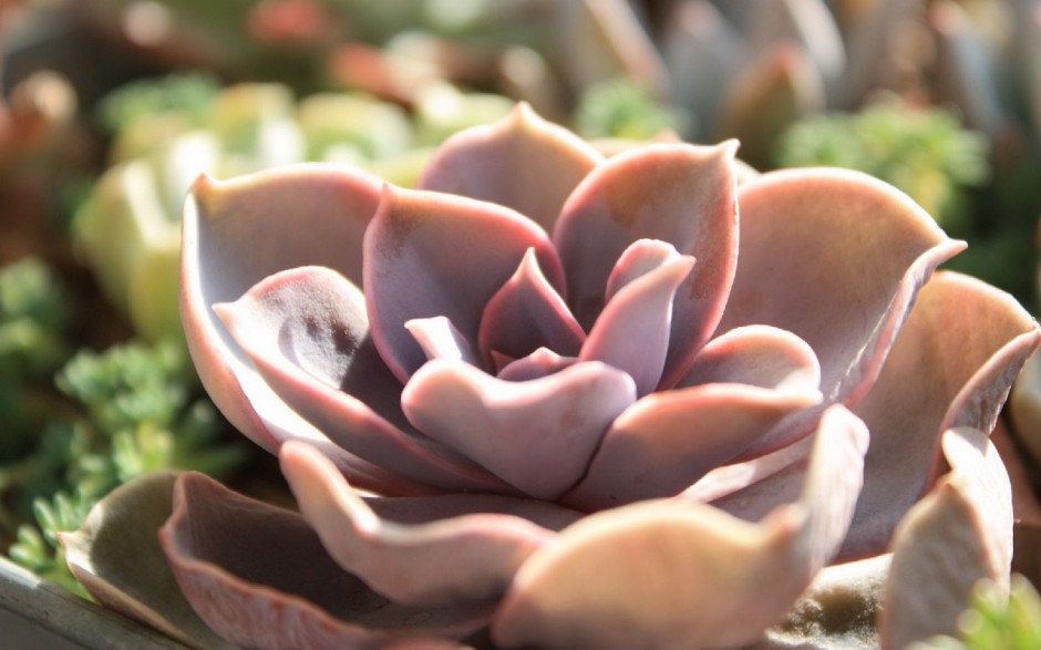 可爱多肉植物萌图高清精选