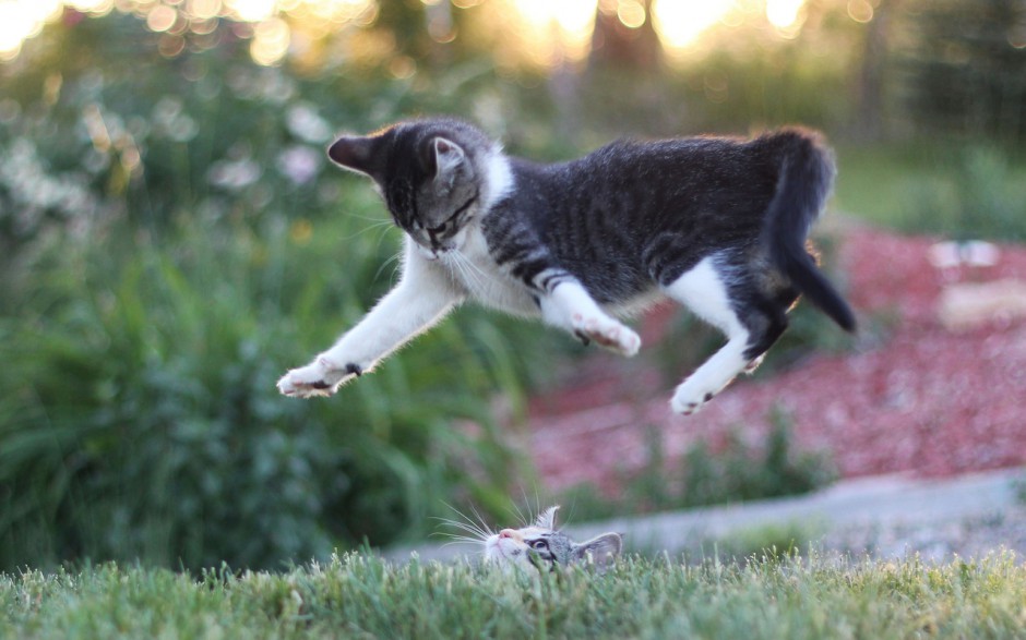 猫猫可爱桌面壁纸