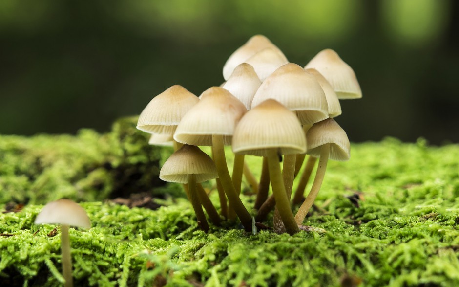 雨后唯美森林小蘑菇梦幻美景图片