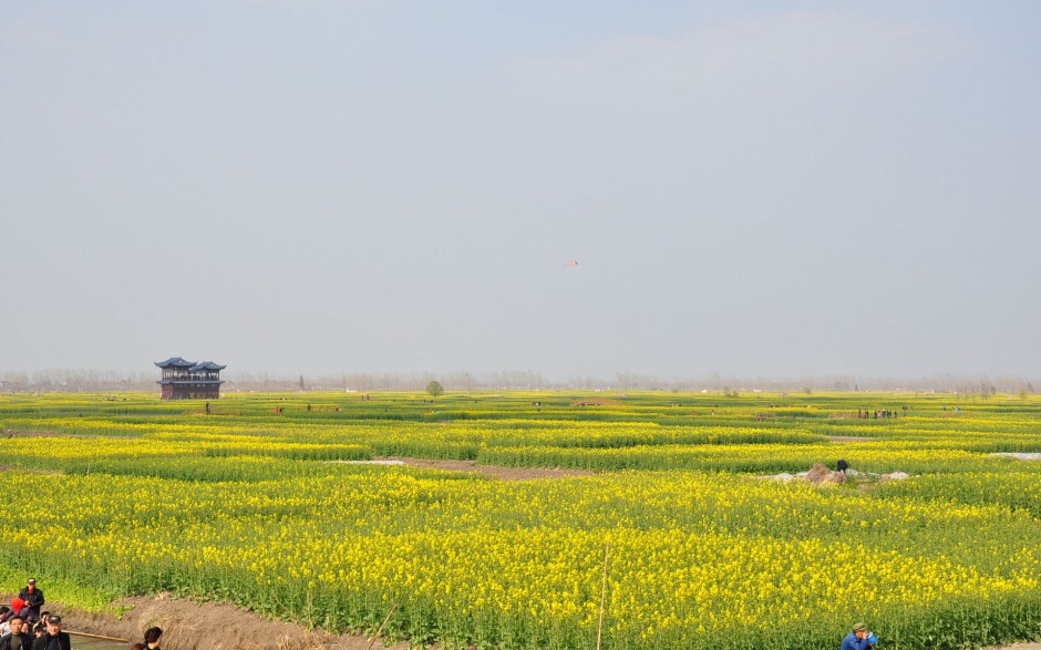 油菜花花田浪漫风景高清精美图集