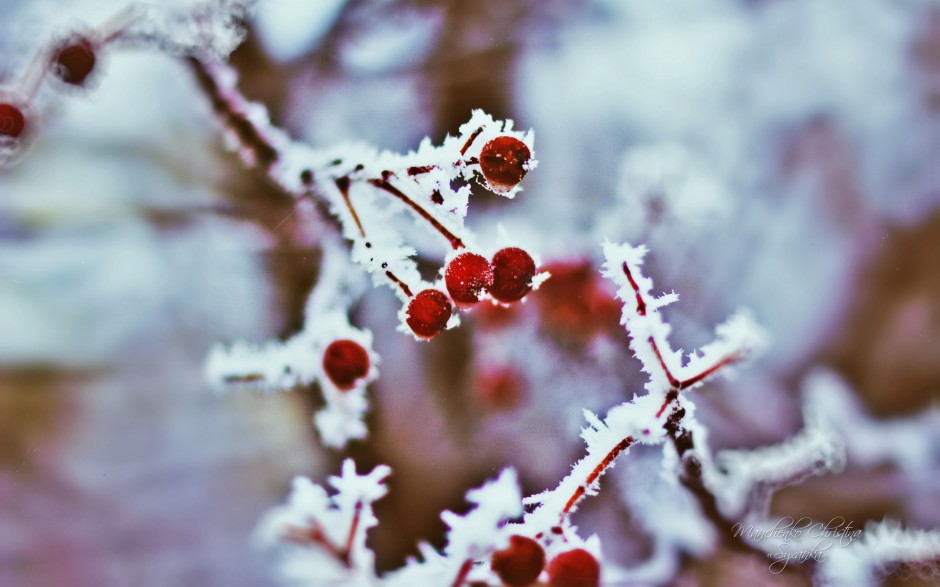 温暖冬日雪地霜果子甜美俏挂枝头