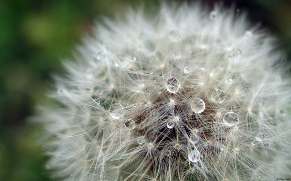 大自然唯美花卉娇艳绽放美景