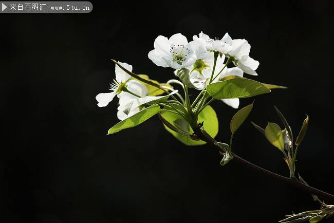 梨花白色背景高清图片