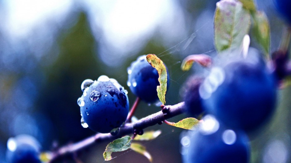 美味诱人蓝莓唯美高清壁纸
