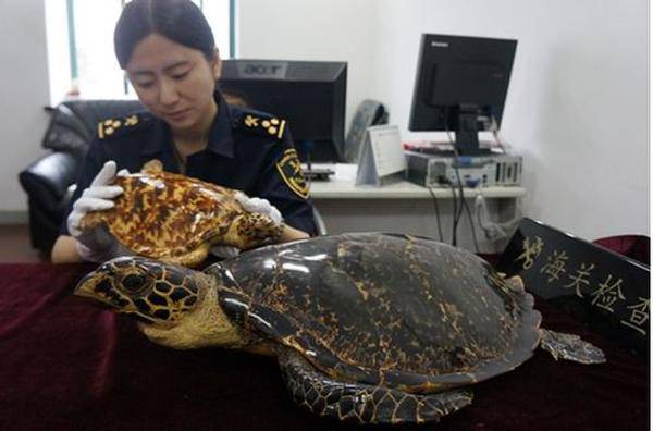 海南：为保光泽 百岁龟遭开水烫死