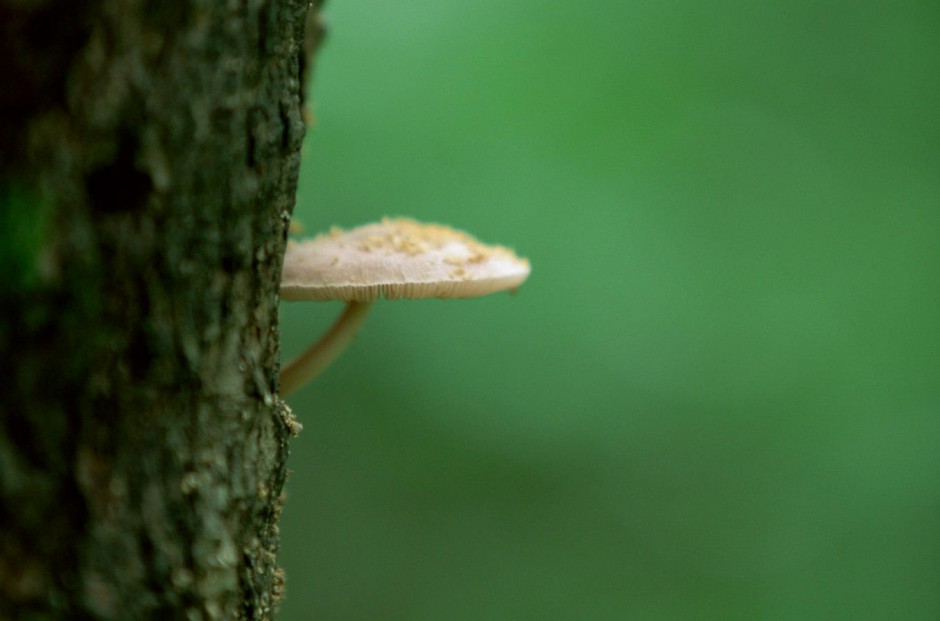 丛林野生菌类蘑菇高清特写壁纸