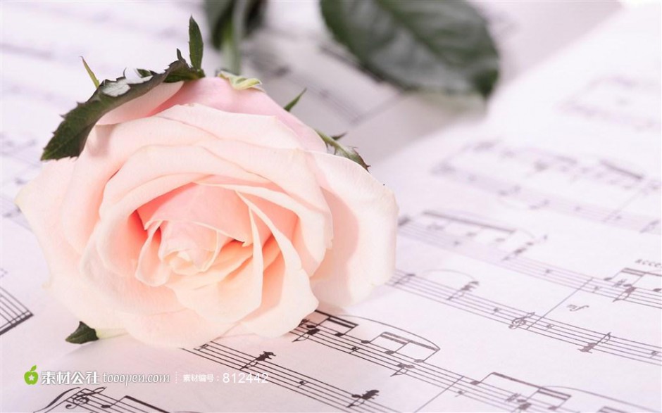 乐谱中的粉色浪漫玫瑰图片