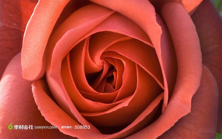 红玫瑰花图片唯美高清背景素材