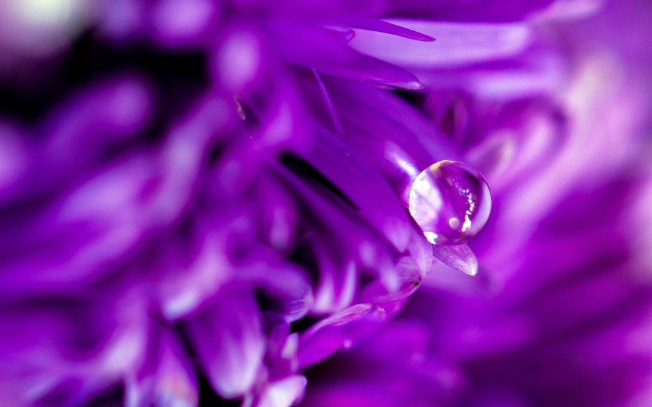 简约雨后清新花卉露珠精美个性壁纸